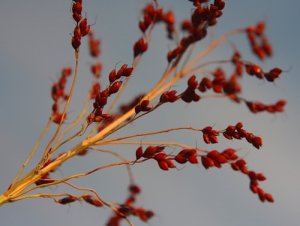 Ольга Сергеева "А мы просо сеяли..."