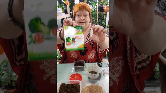 посев бегонии ВЦ , БИГов, МЕГАВАТов в январе