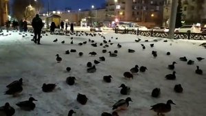 Нашествие уток. Новокузнецк, 24 декабря 2021 г.