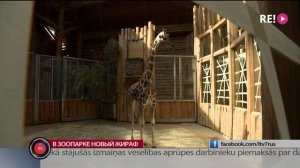 В зоопарке новый жираф