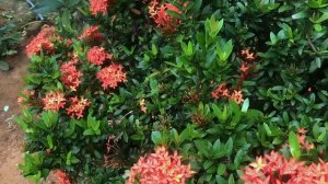 Blooming Season of Ixora Coccinea Flowers | Jungle geranium | Home Garden décor idea | Vlog-5