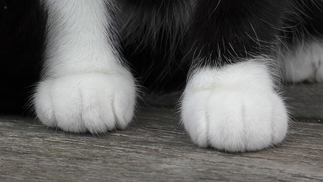 Эффективное средство от кротов смотреть онлайн