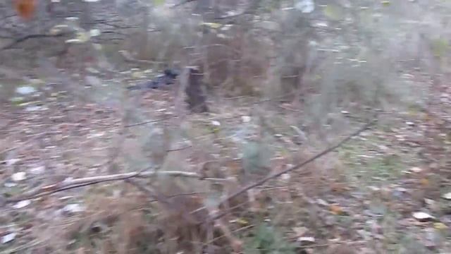 Криминальный лес одноногих людей! Тихая охота... За грибами - грузди! Запорожье смотреть онлайн