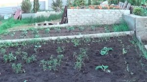 Плодовый Сад. Как Необычно Разместить Плодовый Сад. Вариант Личного Фруктового Сада