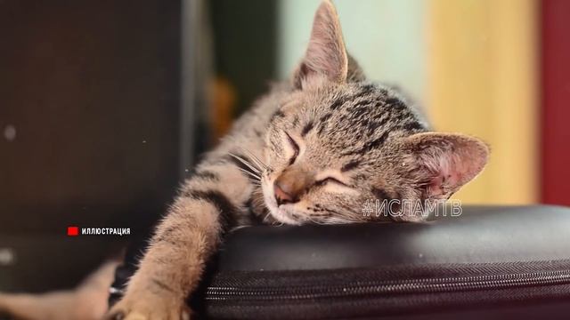 Если кошка приближается к вам..то это означает, что для вас есть 3 послания от Бога! АльхамдулилЛях