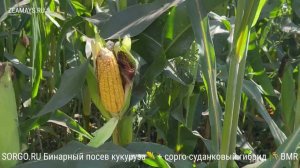 Бинарные посевы с Нутритоп Стар BMR Сорго +  кукуруза binary crops of #corn and #sorghum