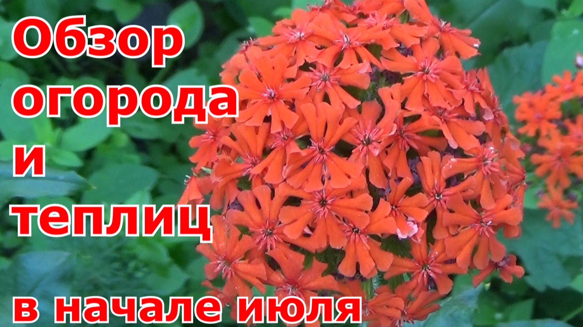 Обзор моего огорода, сада и теплиц на 12.07.21. Подмосковье. Огородные планы на ближайшие дни.