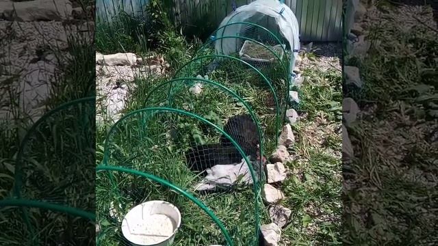 Самый бюджетный курятник. Летнее содержание кур. смотреть онлайн