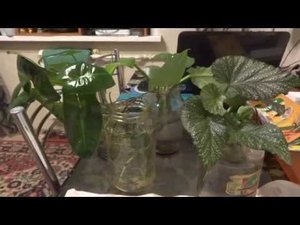 Комнатные цветы/растения. Укоренение черенков осень реально? Делюсь результатом.