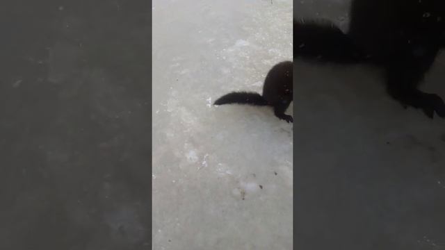 Норка ворует рыбку смотреть онлайн