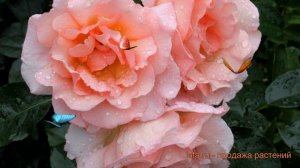 Роза плетистая Компасион ? плетистая роза Компасион обзор: как сажать, саженцы розы Компасион