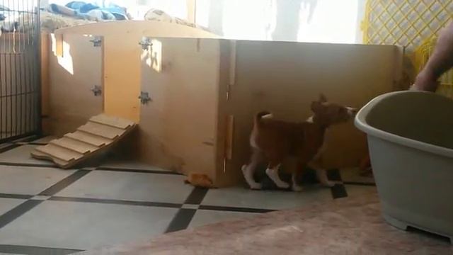 Дети Умы и Бумира 6 недель смотреть онлайн