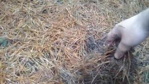 мульча из соснового опада.