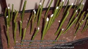 Роза Императрица Фарах (Imperatrice Farah)