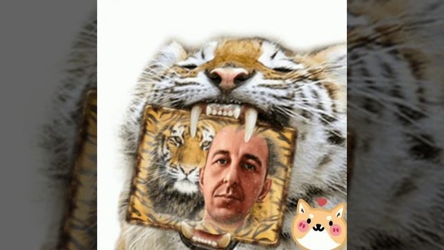 Тигр