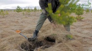 Как правильно выкапывать деревья? И где получить их даром?