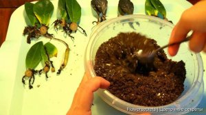 Замиокулькас размножение листом, быстрый рост за два месяца до побегов | flowersecrets