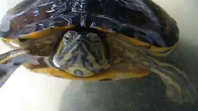 Tartaruga orecchie Rosse (Trachemys scripta elegans & Trachemys  scripta troosti)