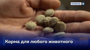 Комбинированные корма для животных | Мир сельского хозяйства