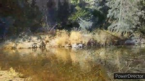 Мою золото в глуши