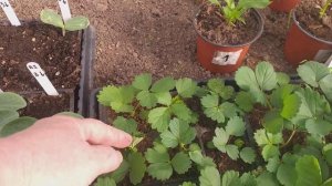 Клубника из семян. От посева 3 месяца.