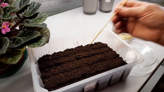 Как правильно посеять петунию серии ТАЙДАЛ смотреть онлайн