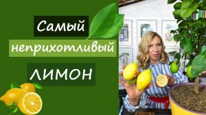 Этот лимон сможет вырастить каждый