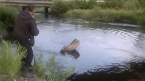 Приток р. Амур. Трофейная рыбалка Комсомольска на Амуре.