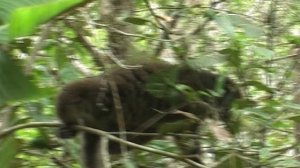 Здравствуй, Лемурия