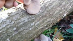 pleurotus ostreatus 20 Diciembre 2018