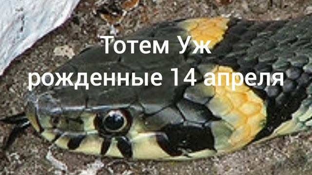 Тотем Уж рождённые 14 апреля смотреть онлайн