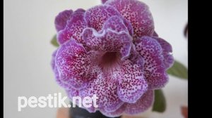 Глоксинии сорта