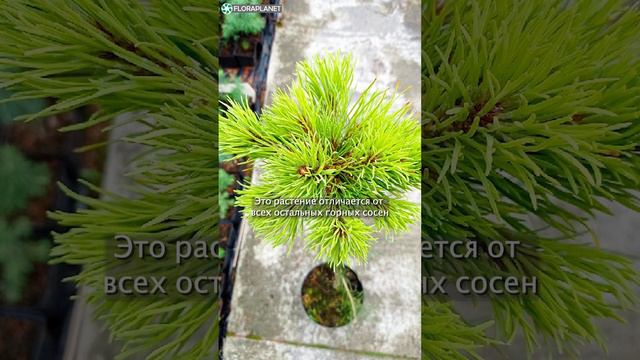 Собственный сорт. Сосна горная Рыси🍋 |Pinus mugo Rysy #garden #хвойные #coniferous #сад