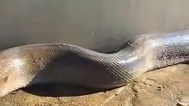 Змея сдохла смотреть онлайн