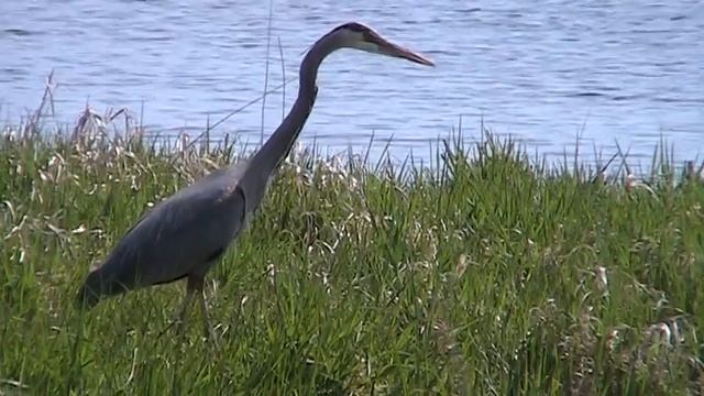 Great Blue Heron (Ardeidae: Ardea Herodias) Hunting From Shore