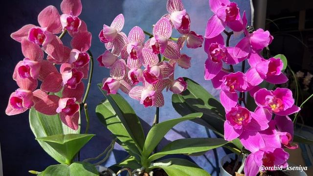 Пелоры: Pirate Picotee Red,Arcadia,Flashdance | Домашнее цветение фаленопсисов| Обзор сортов орхиде смотреть онлайн