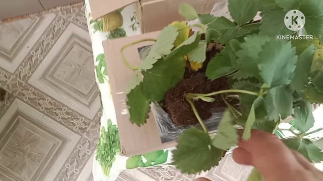 Рассада Клубники. Контрольная закупка. смотреть онлайн