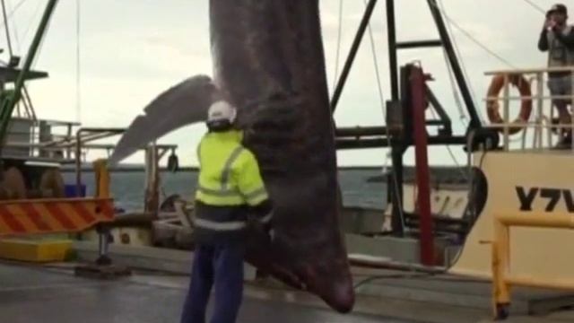 Рыболовы случайно поймали гигантскую акулу смотреть онлайн