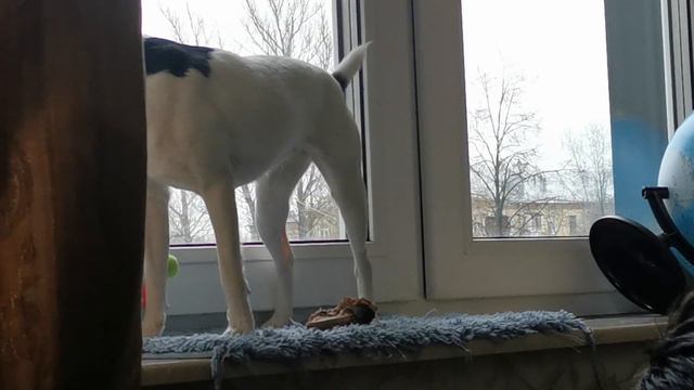 Маруся не только зубы, но и лапы научилась использовать смотреть онлайн