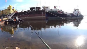 Жерех и окунь на Волге. Рыбалка в Волгограде на спиннинг. Maximus anvil.