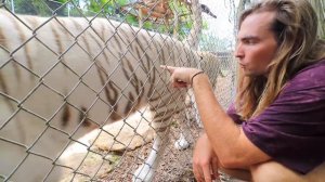 POOP SCOOPING THE LION DEN AT OUR ZOO ! LIONS, TIGERS, JAGUARS !