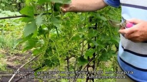 Гиббереллин для винограда