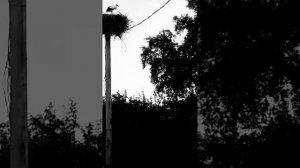 аист символ  беларуси