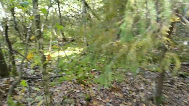 СКОЛЬКО БЕЛЫХ ГРИБОВ МОЖНО СОБРАТЬ ЗА 4 ЧАСА? смотреть онлайн