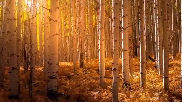 Мой отец не общается с зятем, так как тот забыл его поздравить с днём рождения! Жизненные истории смотреть онлайн