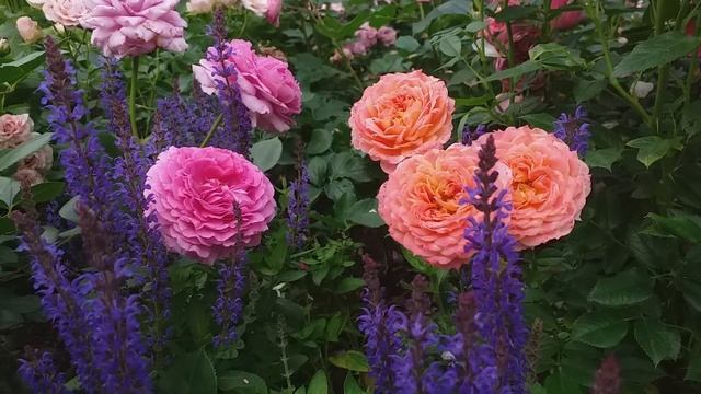 МОЙ РОЗОВЫЙ САД #розы My Rose Garden