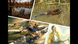 Ловля водяной крысы _). На мормышку..webm