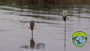 Чучела селезня кряквы и утки с машущими крыльями  Baby Mojo