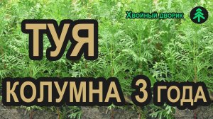 Сеянцы туи Колумна 3-х летка. Туя колоновидная Колумна в питомнике "Хвойный дворик" - осень 2019