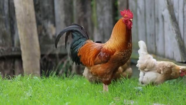 Футаж деревня Full HD 1080p смотреть онлайн